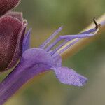 Salvia pachyphylla Цвят