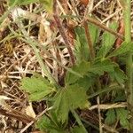 Potentilla hirta Leaf