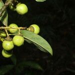 Ocotea floribunda Plod