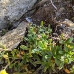 Helianthemum oelandicum Blad