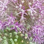 Allium giganteum Lorea