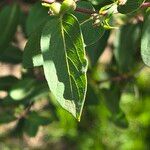 Lonicera maackii Feuille