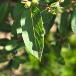 Lonicera maackii Blad