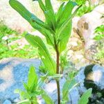 Oenothera fruticosa برگ