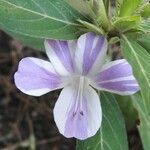 Barleria cristataΛουλούδι