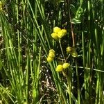 Scheuchzeria palustris Frukt