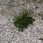 Limonium carolinianum Лист