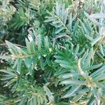 Taxus canadensis 葉