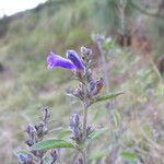 Strobilanthes tomentosa Hábito