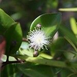 Archirhodomyrtus paitensis Fruit