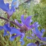 Salvia pratensis Outro