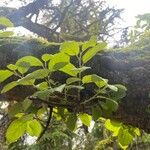 Quercus suber 葉