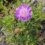 Scabiosa lucida 整株植物