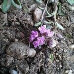 Thymus dolomiticus Flors