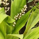 Cordyline rubra