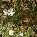 Dianthus gyspergerae Virág