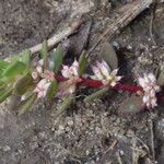 Radiola linoides Vivejo