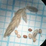 Eragrostis pectinacea その他の提案