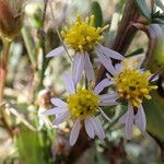 Tripolium pannonicum 花