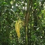 Chamaedorea costaricana