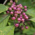 Callicarpa americana ഫലം