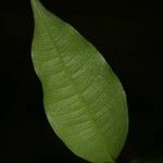 Eugenia gongylocarpa 葉