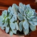 Dudleya pulverulentaΦύλλο