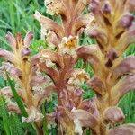 Orobanche lutea Flor