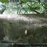 Protium aracouchini Кора