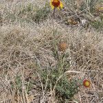 Gaillardia pinnatifida ശീലം