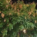 Koelreuteria paniculata Хабит