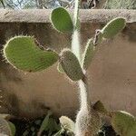 Opuntia leucotricha Blad