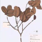 Syzygium subdecussatum Otro