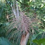 Prestoea acuminata Hábito