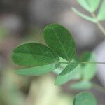 Chamaecrista hispidula Leaf