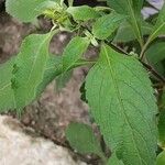 Ocimum gratissimum Leaf