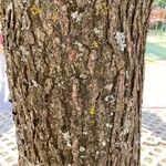 Liquidambar styraciflua Bark