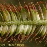 Carex hispida Gyümölcs