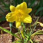 Hemerocallis minor Цвят