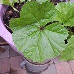 Malva parvifloraBlad