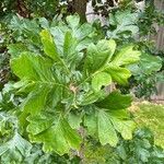 Quercus garryana Blad