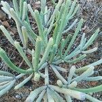Euphorbia aphylla Hoja