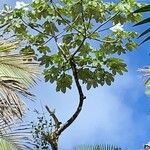 Cecropia schreberiana Hoja