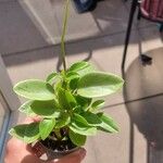 Peperomia serpens Blomst