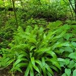 Carex plantaginea Leaf