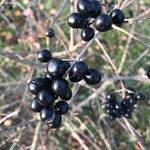 Ligustrum vulgare Fruit