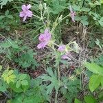 Geranium viscosissimum Kukka