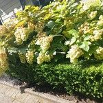 Hydrangea quercifoliaCvet