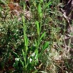 Erigeron atticus Vivejo