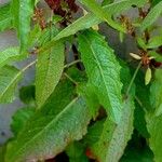 Rumex conglomeratus Feuille